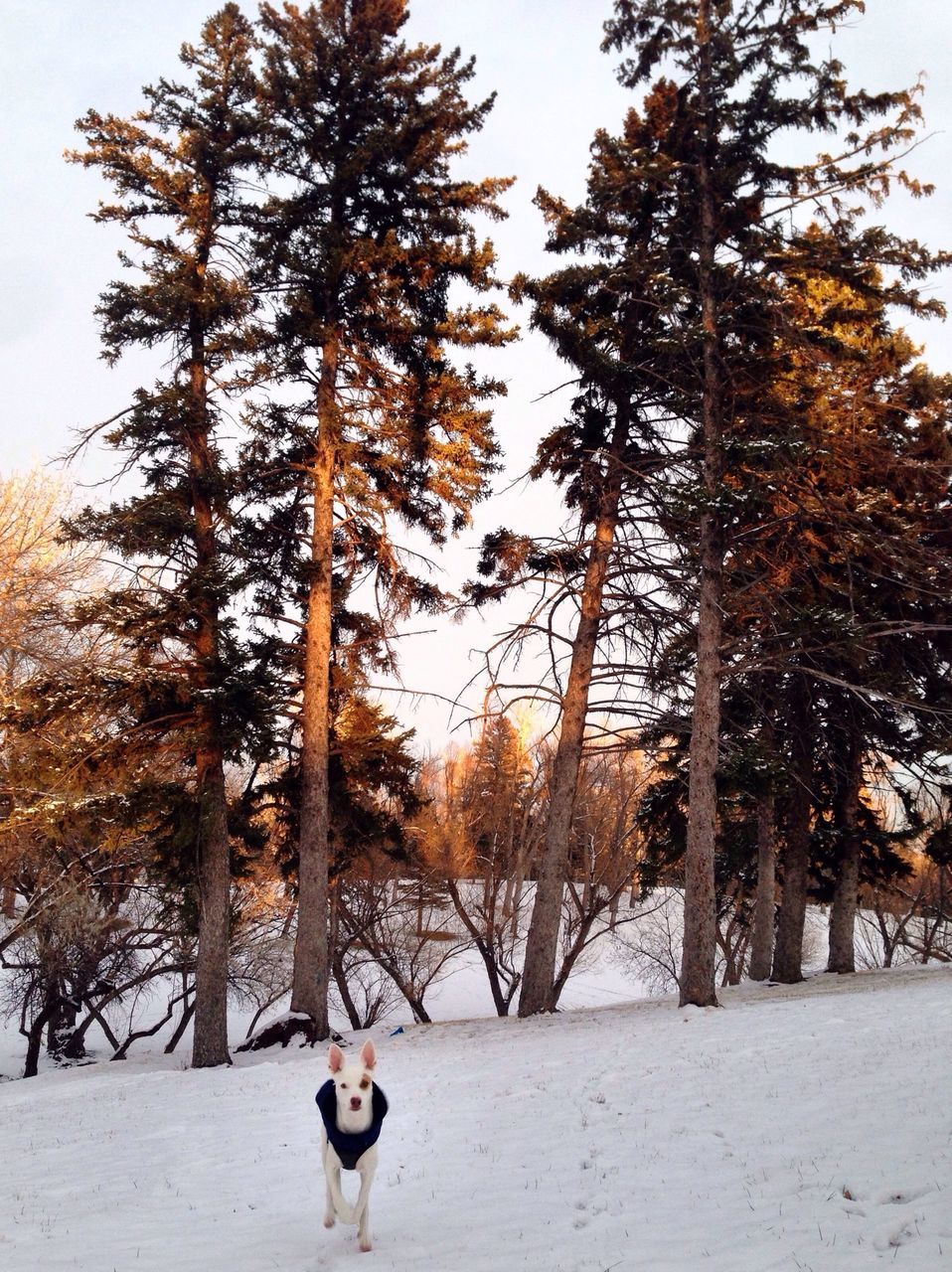 tree, winter, snow, season, domestic animals, dog, cold temperature, clear sky, pets, full length, one animal, lifestyles, mammal, walking, animal themes, building exterior, standing, leisure activity