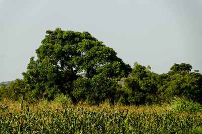 Trees on field against clear sky