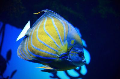 Close-up of fish underwater