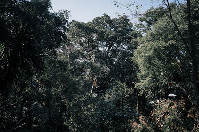 Low angle view of trees in forest against sky