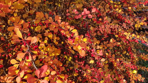 Full frame shot of yellow flowering plants during autumn