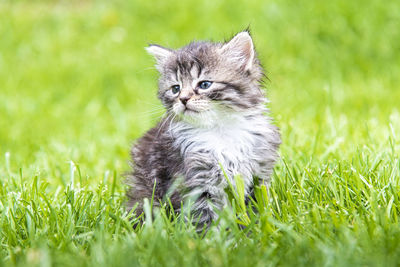 Cat looking away in a field