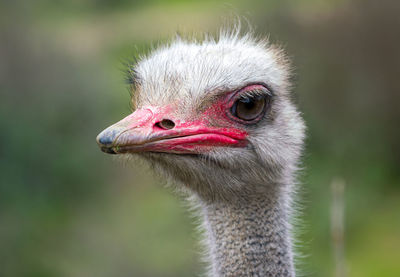 Close-up of a bird