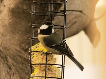 Close-up of bird perching in cage