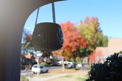 Close-up of plant against trees