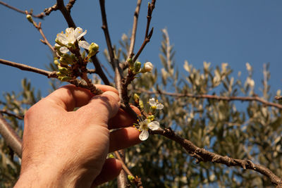 Close-up of hand holding cherry blossom