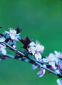 Close-up of cherry blossom on tree