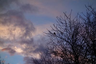 Low angle view of bare trees against cloudy sky