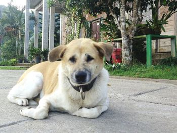 Dog resting on tiled floor