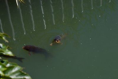 High angle view of fish swimming in lake