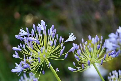 Close-up of purple flowering plant
