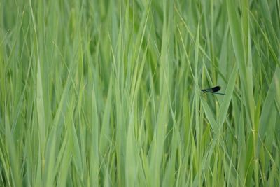 View of bird on grass