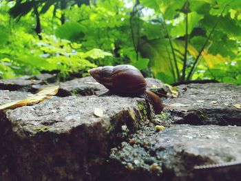 Snail in the forest , seychelles.