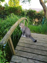 Cat sitting on wooden wall