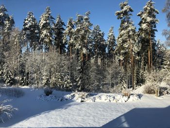 Trees on snow covered land against sky