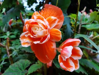 Close-up of orange rose flower