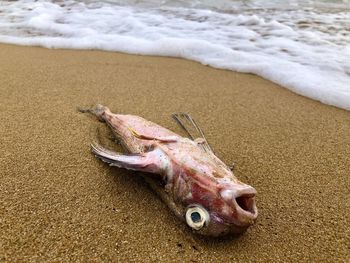 High angle view of fish on beach