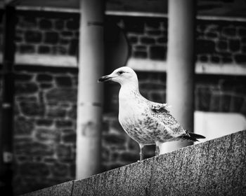 Close-up of seagull perching on retaining wall