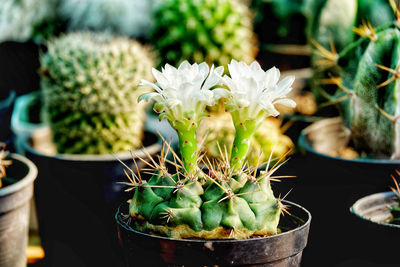 Close-up of potted plants