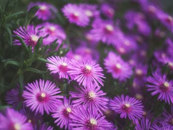 Close-up of purple flowering plants