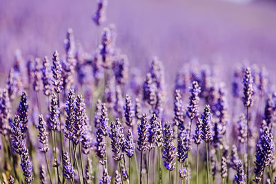 lavender