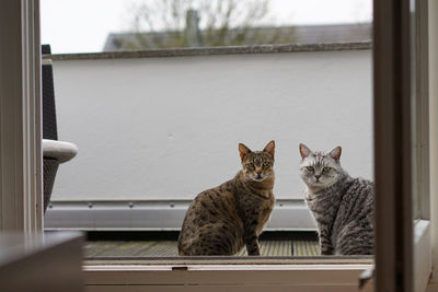 Portrait of cats at balcony