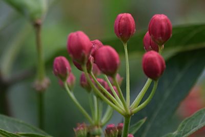 Close-up of pink flowers