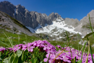 Close-up of purple flowering plants against mountain