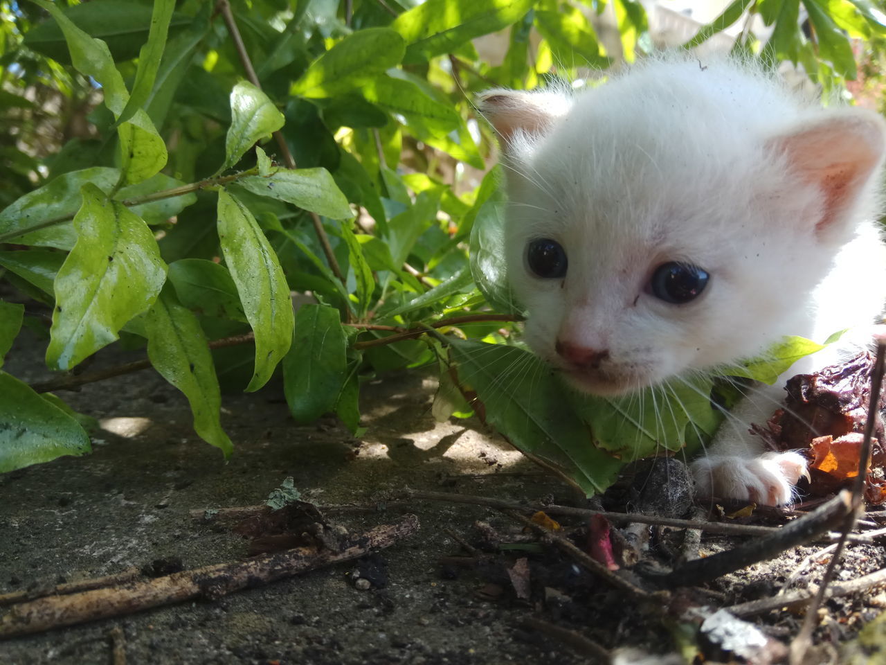 CLOSE-UP PORTRAIT OF CAT ON PLANT