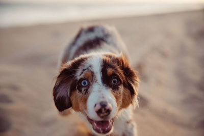 Portrait of dog lying on land