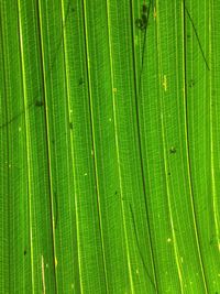 Full frame shot of palm leaf