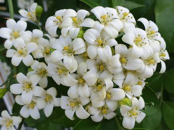 Close-up of white flowering plant