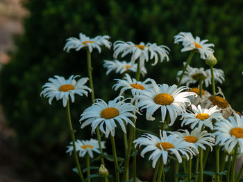 Close-up of white flowers