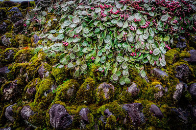 Full frame shot of moss covered rocks