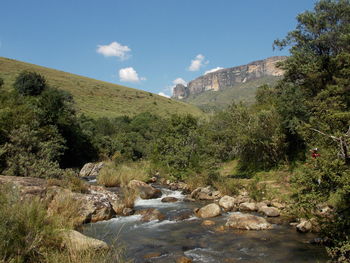 Scenic view of trees against sky