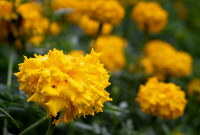Close-up of yellow marigold flowers