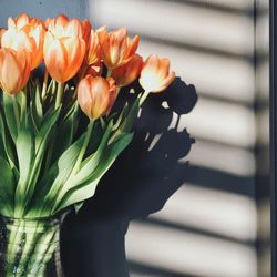 Orange tulips in vase against wall