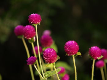 Close-up of pink flowering plants