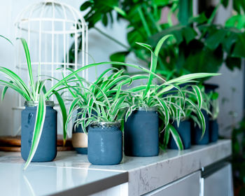 Close-up of potted plant on table