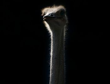 Close-up portrait of a bird