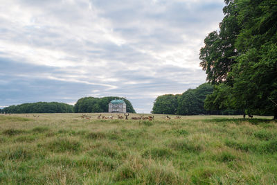 Deer colony in dyrehaven park