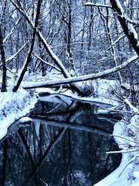 Bare trees in forest during winter