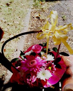 High angle view of pink flowering plant