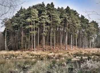 Trees against clear sky