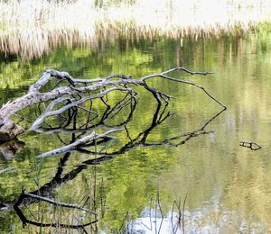 Reflection of tree in lake