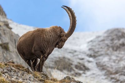 Ibex standing on rock