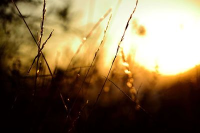 Close-up of plants on field against sunset sky