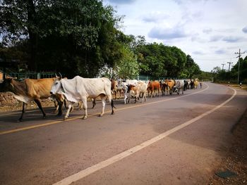 Horses on road by trees against sky