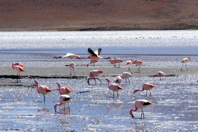 Salar de uyuni, laguna colorada - james's flamingo