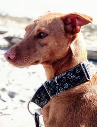 Close-up of a dog looking away